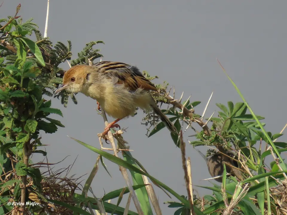 WindingCisticola.jpg