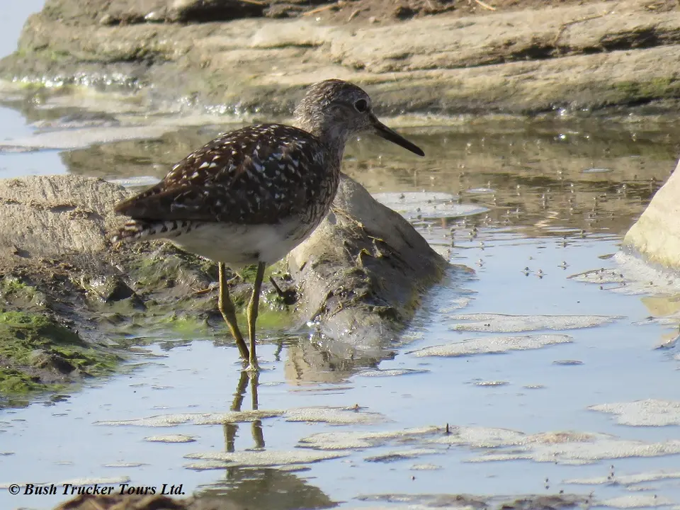 WoodSandpiper-2.jpg
