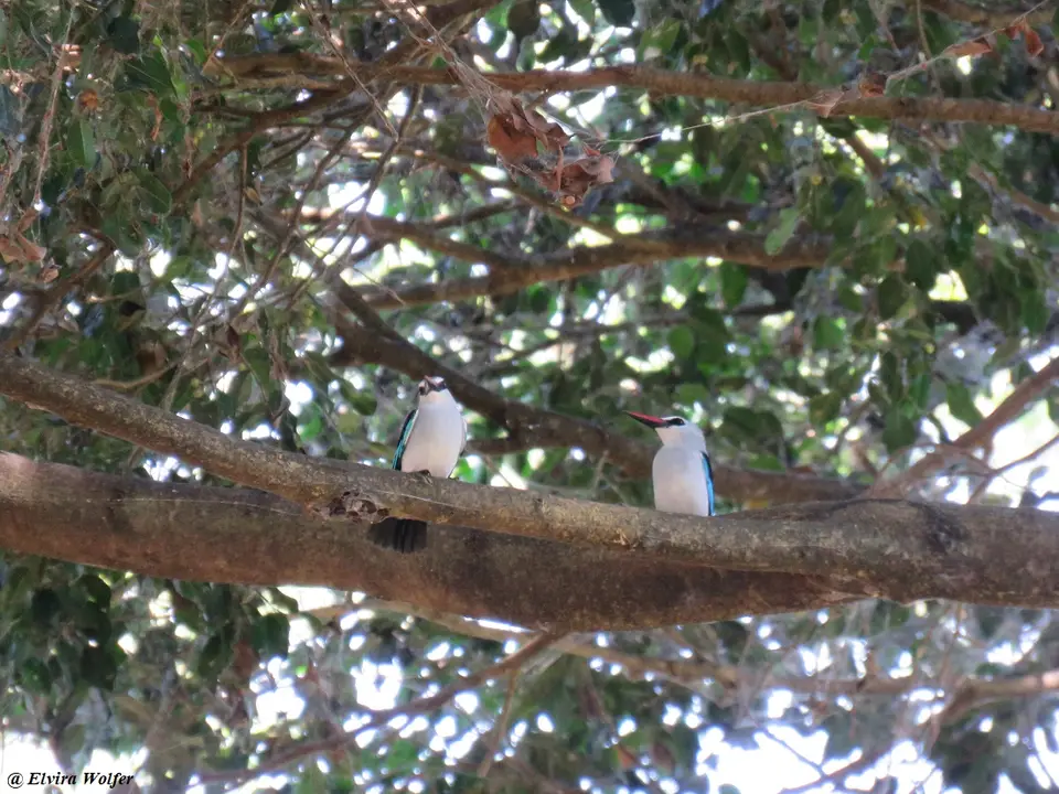 WoodlandKingfisher.jpg
