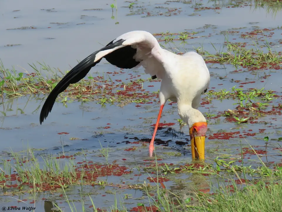 Yellow-billedStork1.jpg