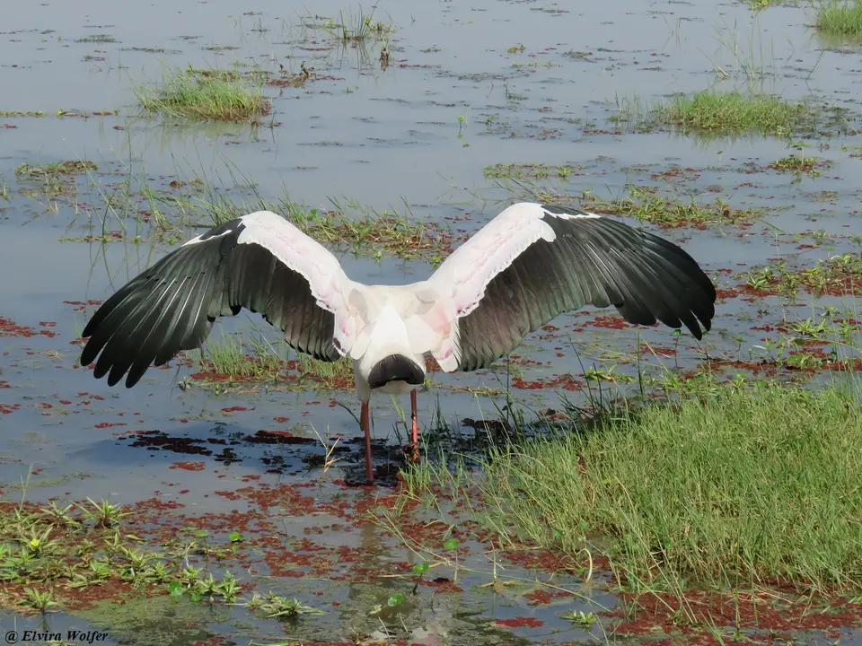 Yellow-billedStork2.jpg