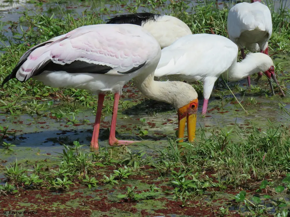 Yellow-billedStork3.jpg