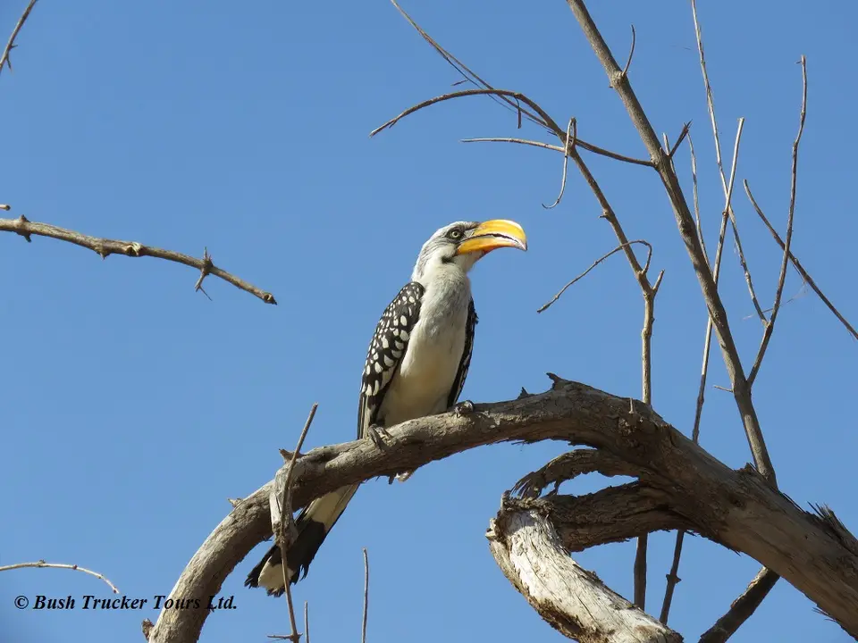 Yellow-billedhornbill1.jpg