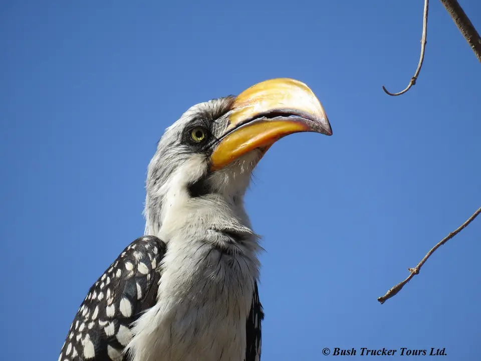 Yellow-billedhornbill2.jpg