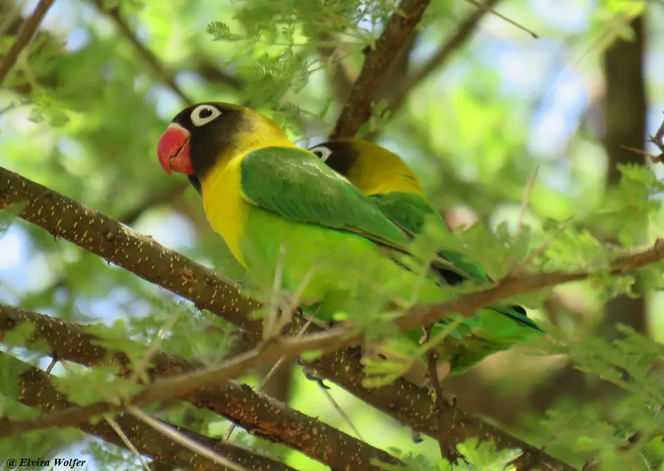 Yellow-collaredLovebird.jpg
