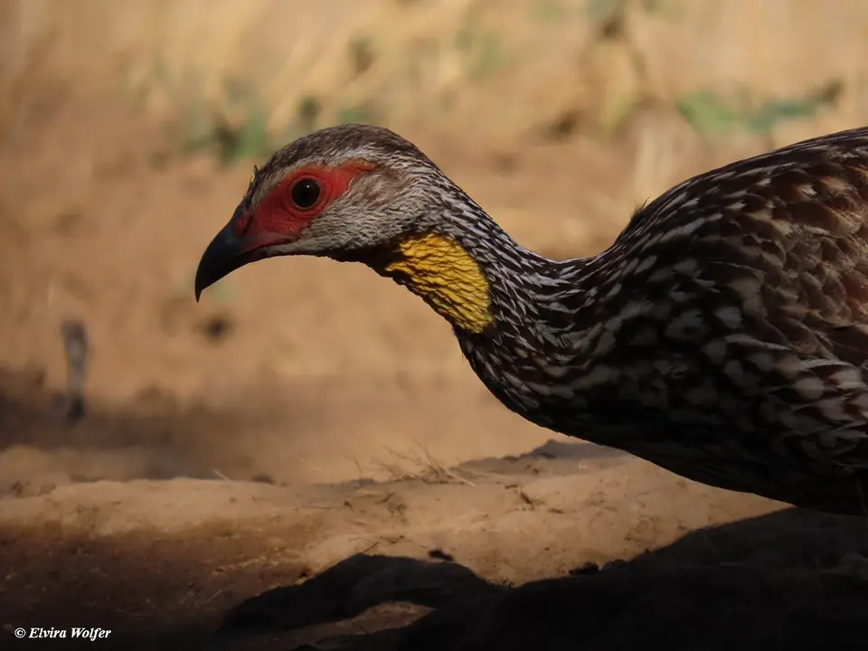 Yellow-neckedSpurfowl-2-3.jpg