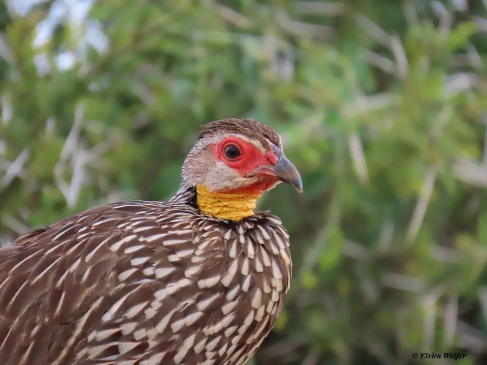 Yellow-neckedSpurfowl-2.jpg