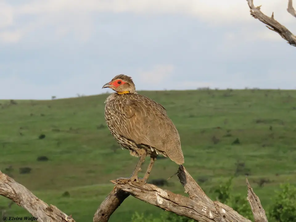 Yellow-neckedSpurfowl.jpg