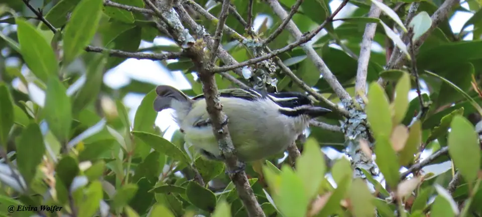 Yellow-rumpedTinkerbird.jpg