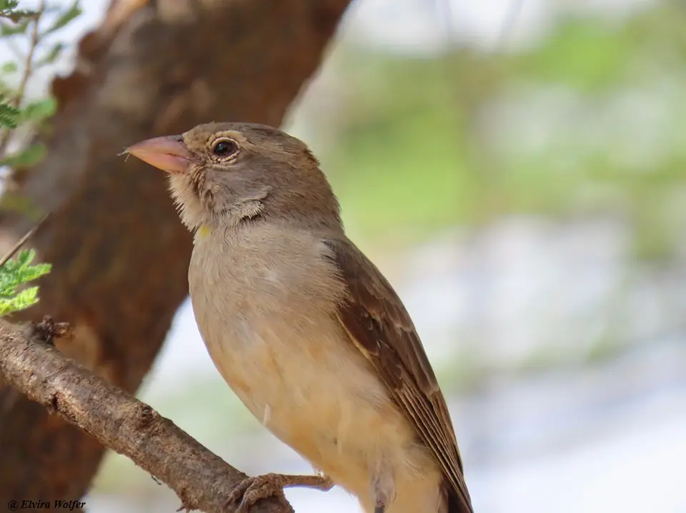 Yellow-spottedBush-Sparrowportrait.jpg