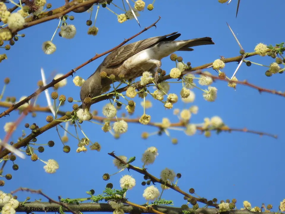 Yellow-spottedBushSparrow.jpg