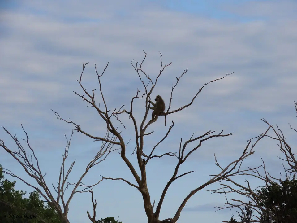 YellowBaboonontree.jpg