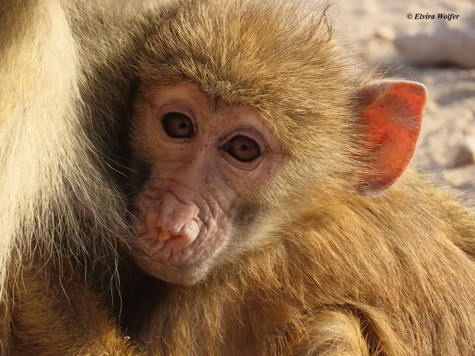 YellowBaboons2.jpg