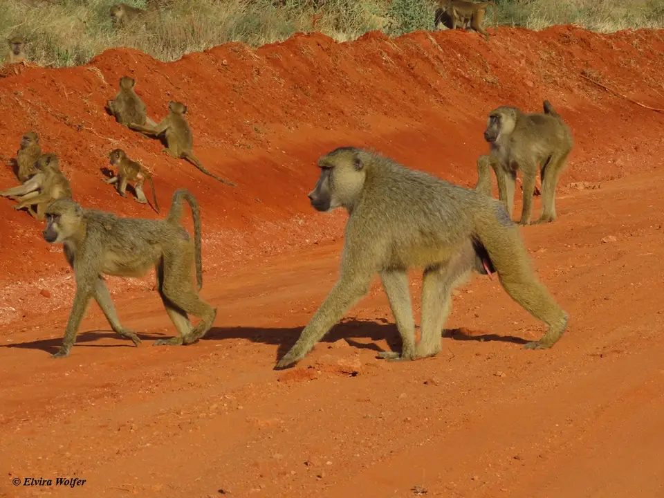 YellowBaboonsplaying3.jpg