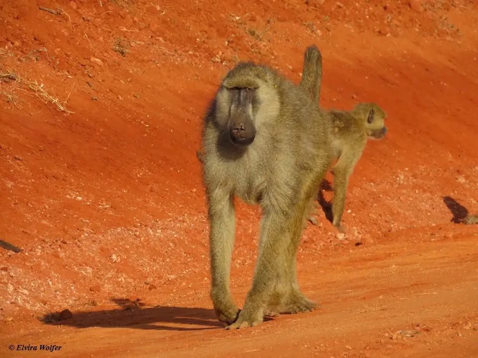 YellowBaboonsplaying5.jpg