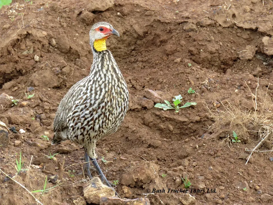 YellowneckedSpurfowl.jpg