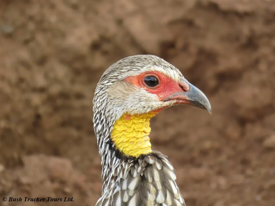 YellowneckedSpurfowlportrait.jpg