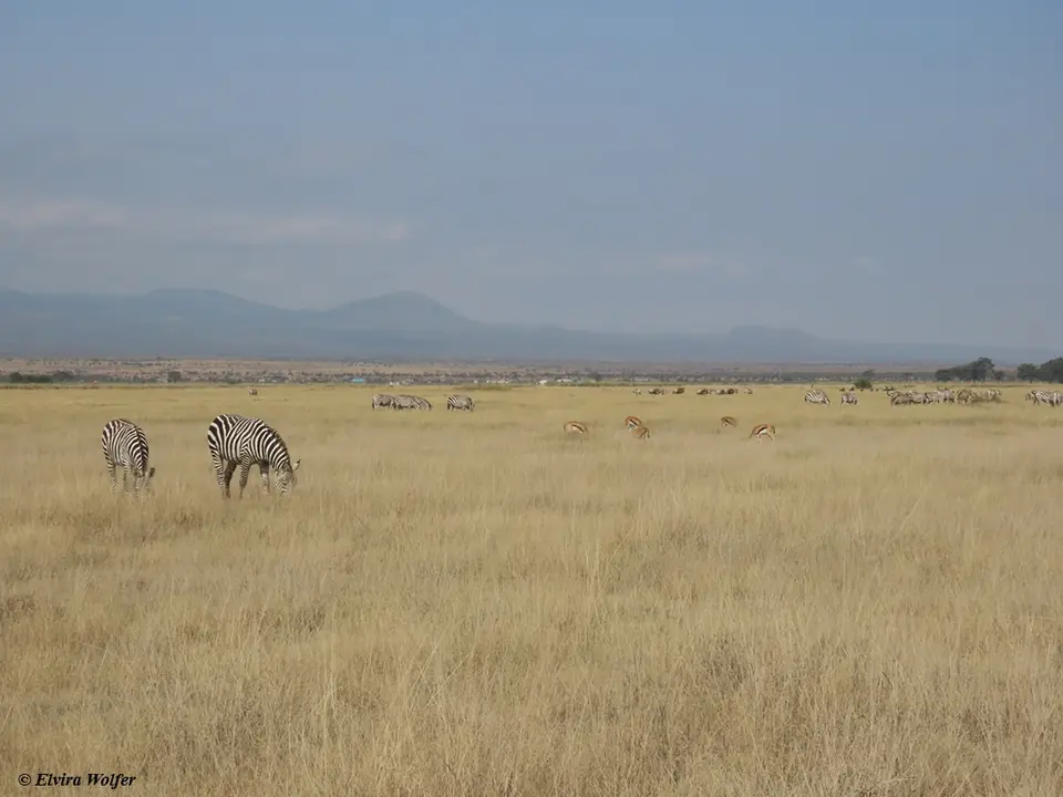 Zebra,Gnu,Thomson.jpg