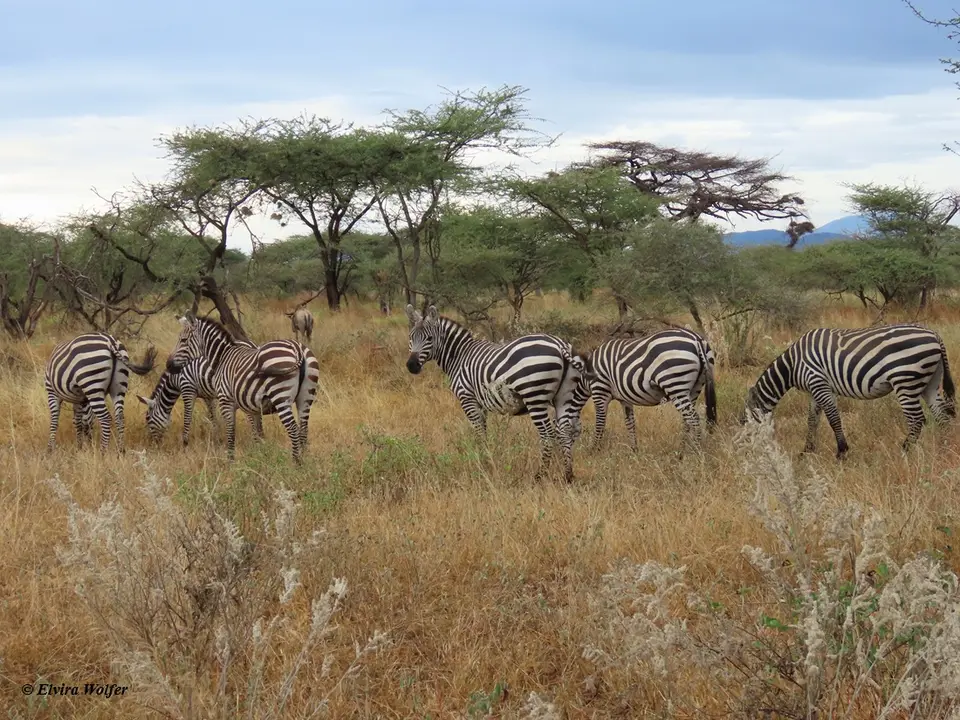 Zebra1-2-3.jpg