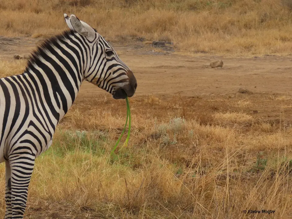 Zebra2-2.jpg