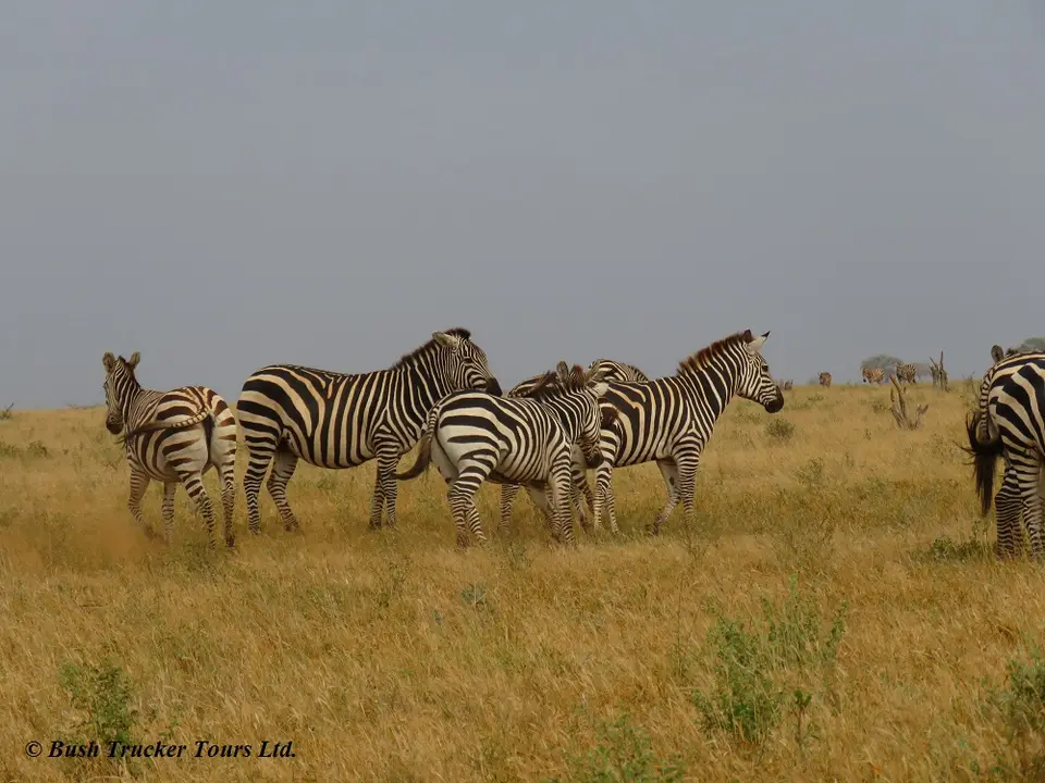 ZebraFamilie.jpg
