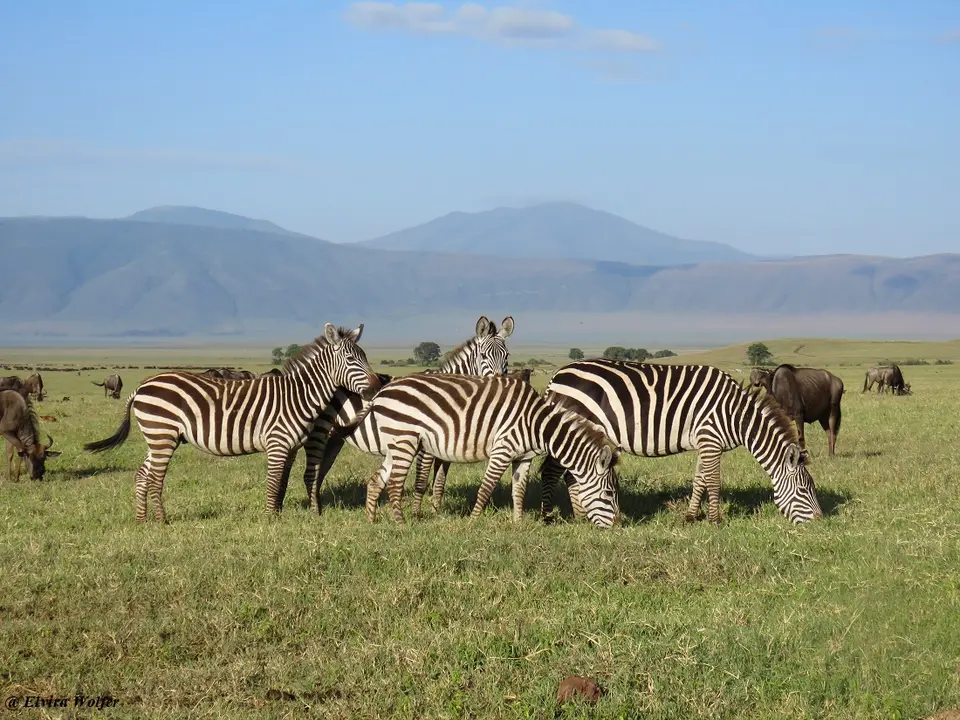 ZebraGnus1.jpg