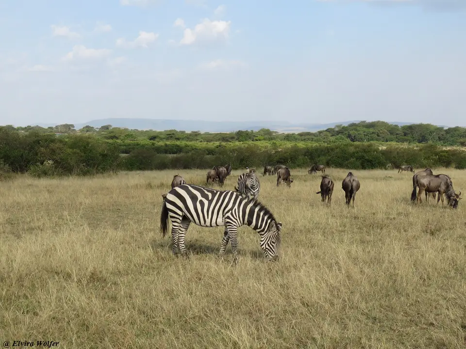 ZebraGnusTalek1.jpg