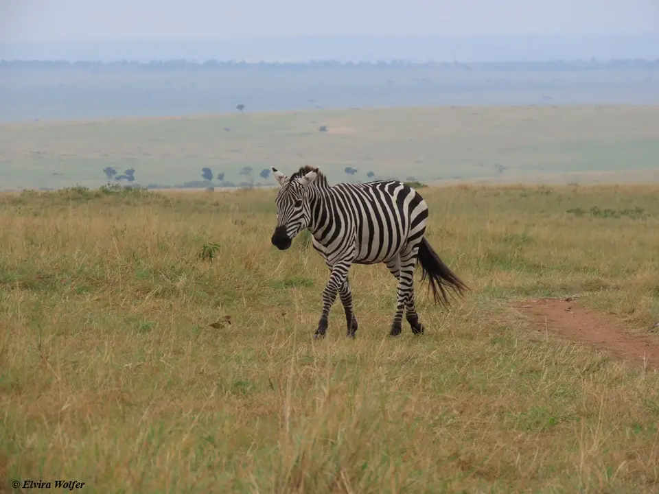 ZebraWeite.jpg