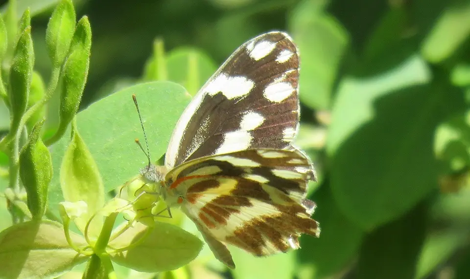 ZebraWhite.jpg