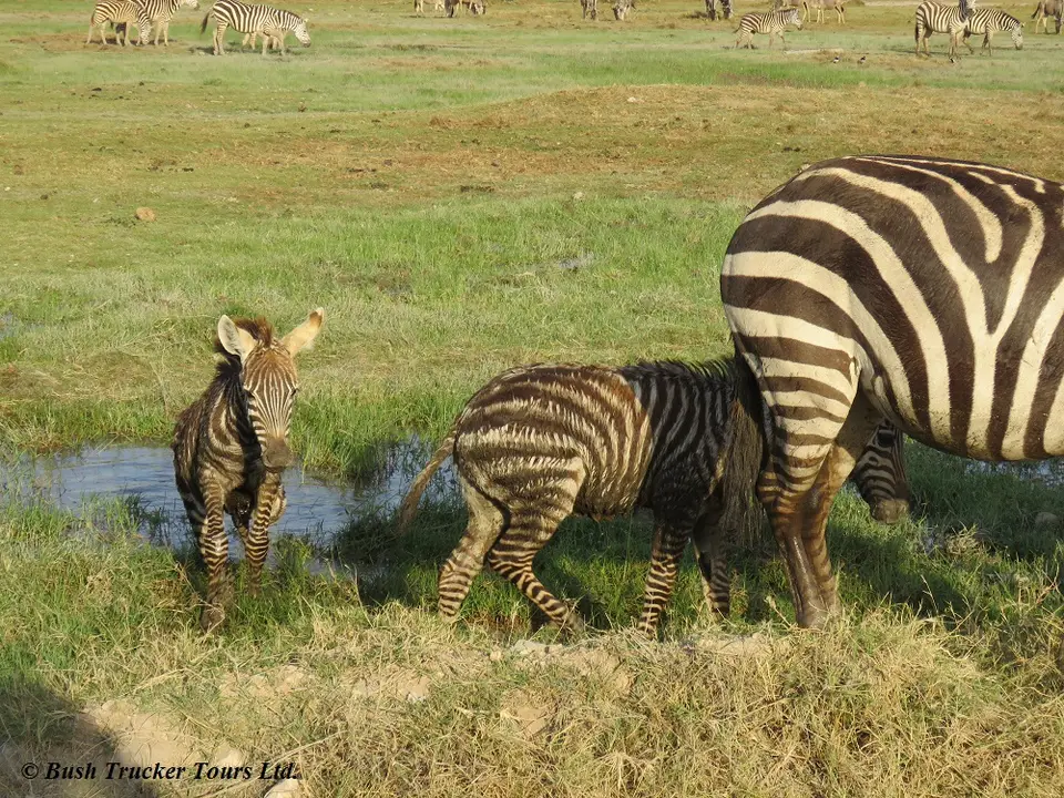 ZebrajungSchlamm.jpg