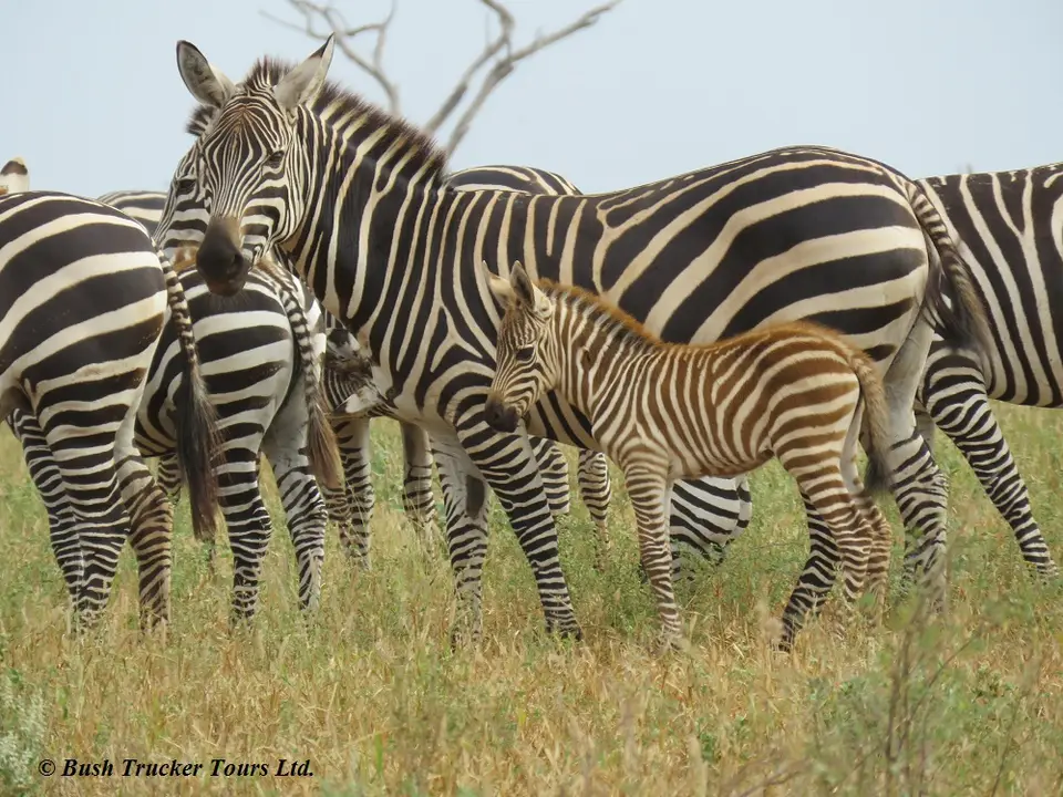 Zebraklein.jpg