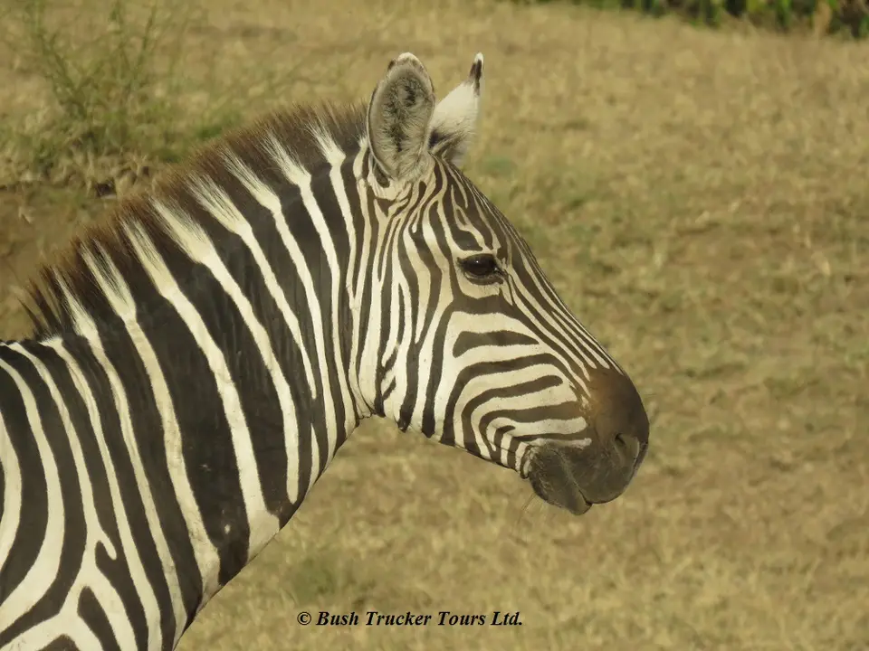 Zebraportrait.jpg
