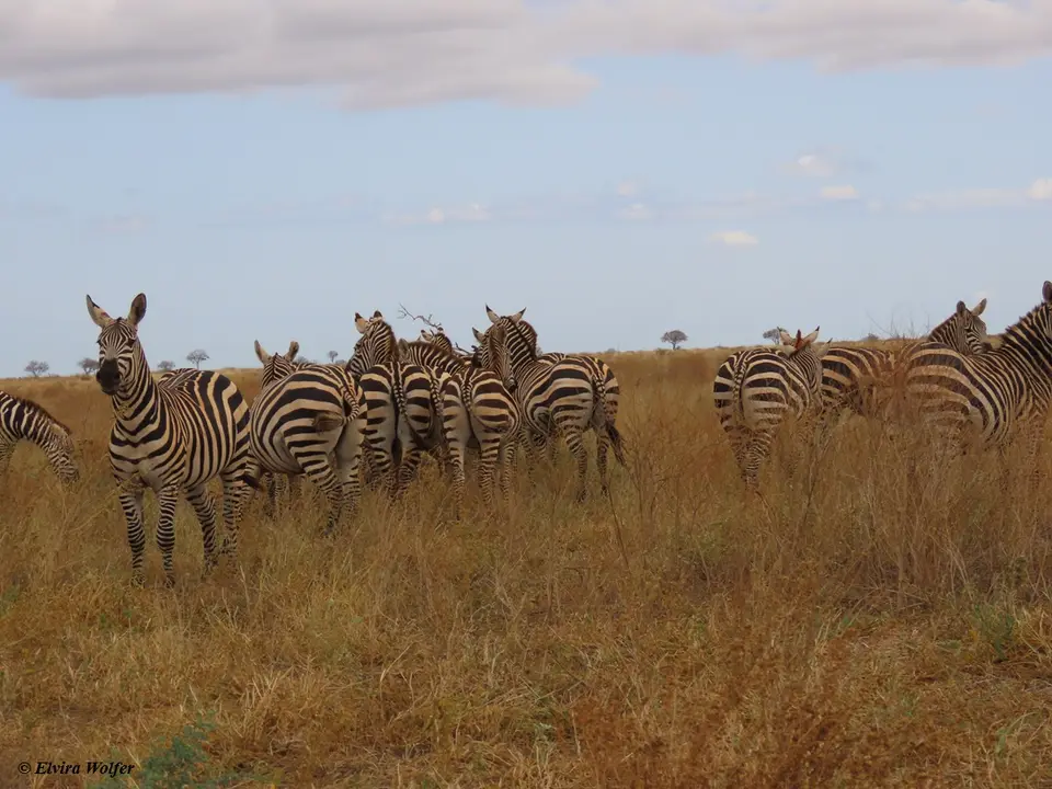Zebras-2.jpg