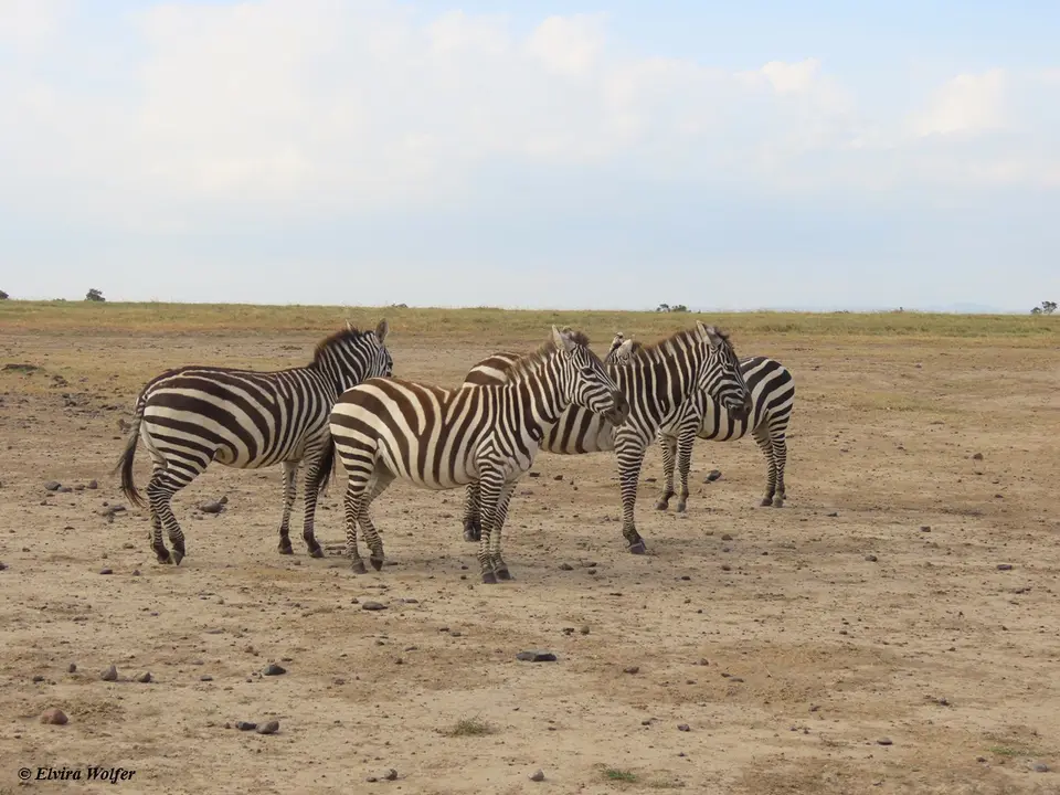 Zebras.jpg
