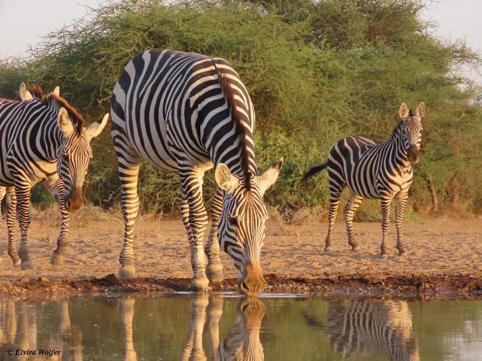 Zebras1-2-3-4.jpg
