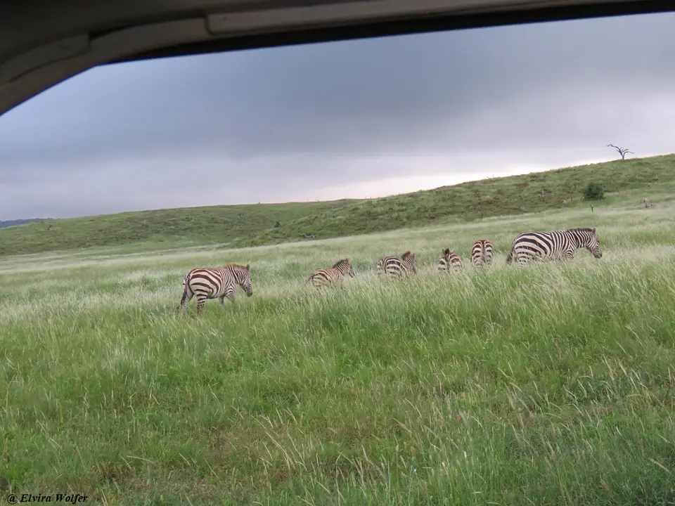 Zebras1-2.jpg