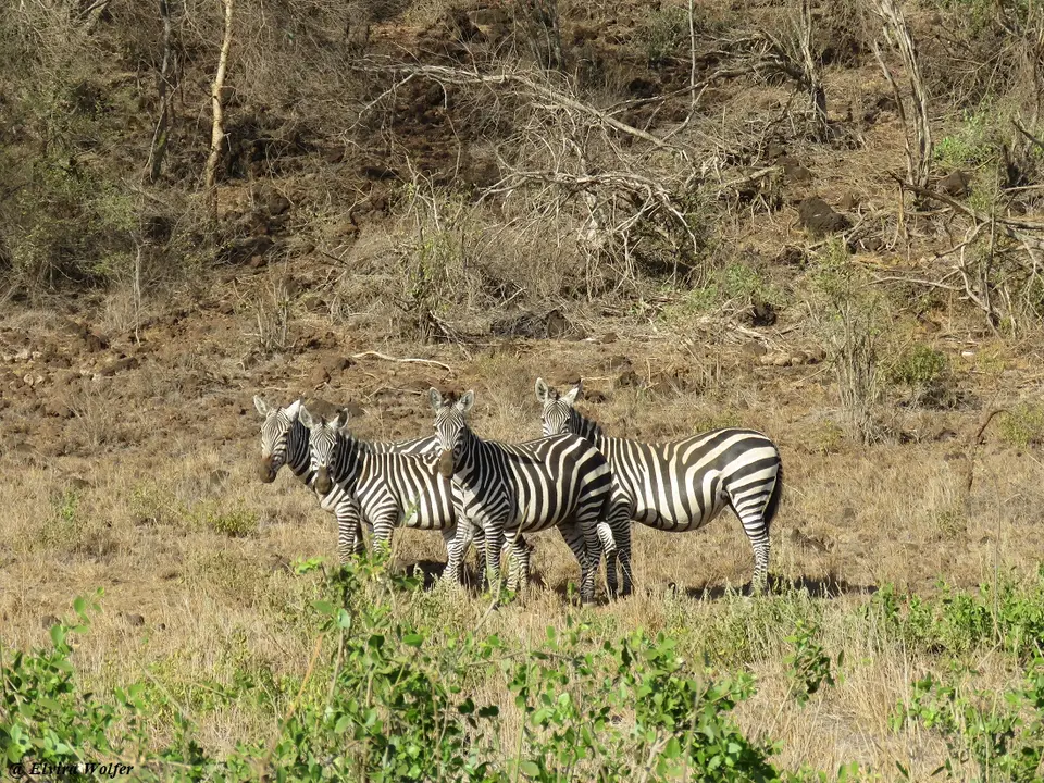 Zebras1.jpg
