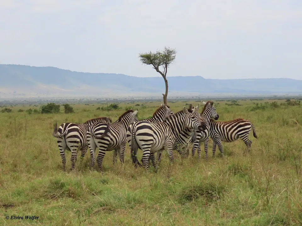 Zebras2-2-3-4-5.jpg