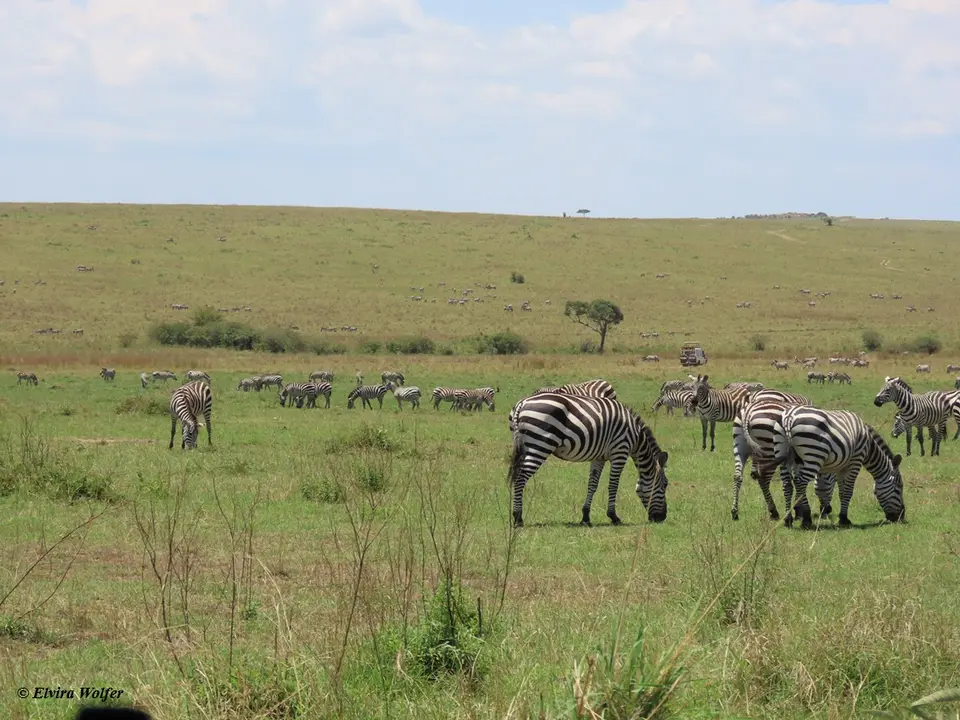 Zebras2-2-3-4.jpg