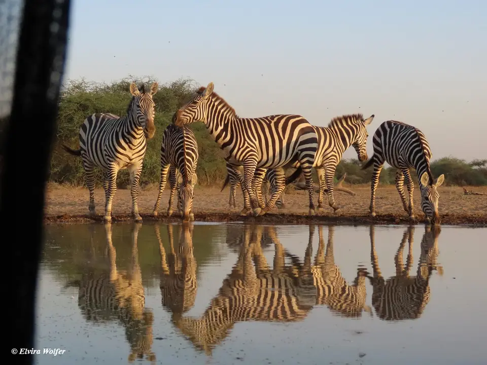 Zebras2-2-3.jpg
