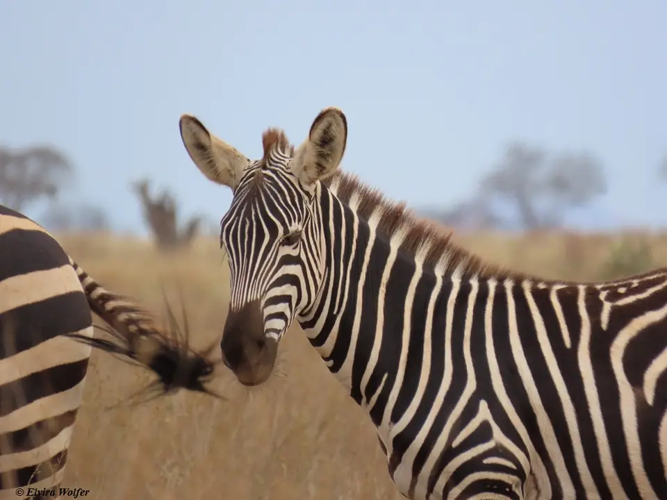 Zebras2-2.jpg