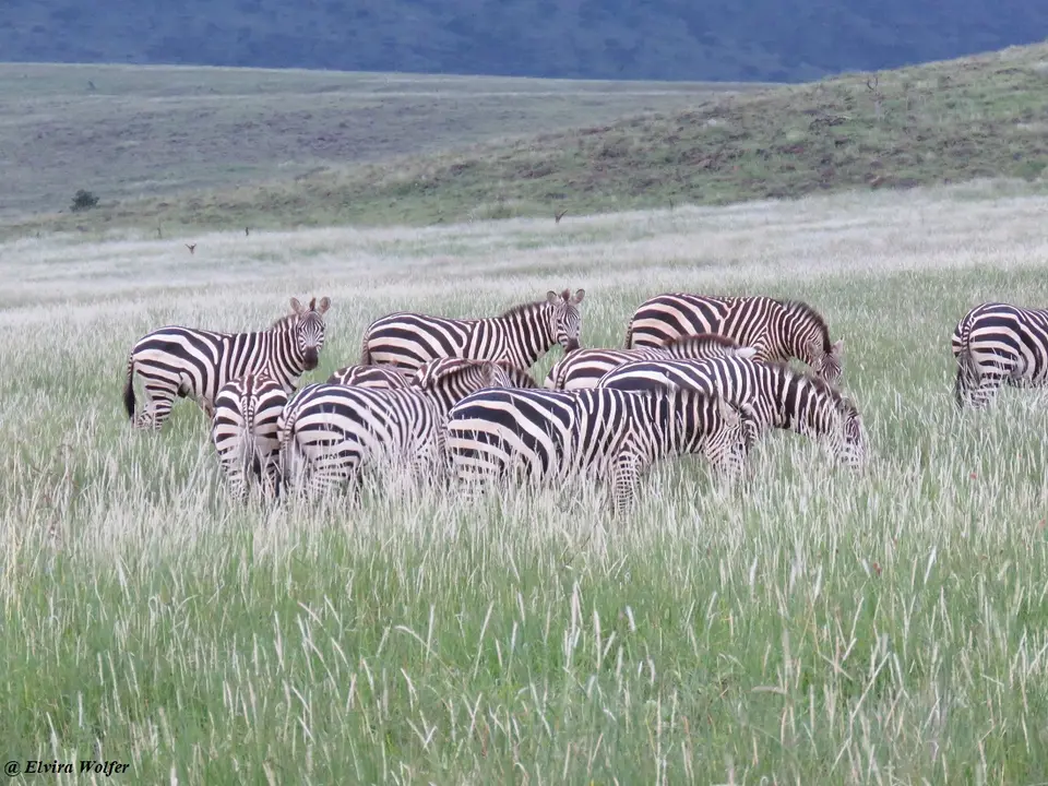 Zebras2.jpg