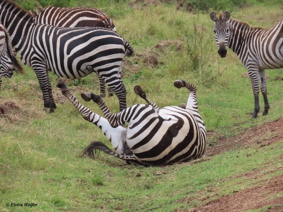 Zebras3-2-3-4.jpg
