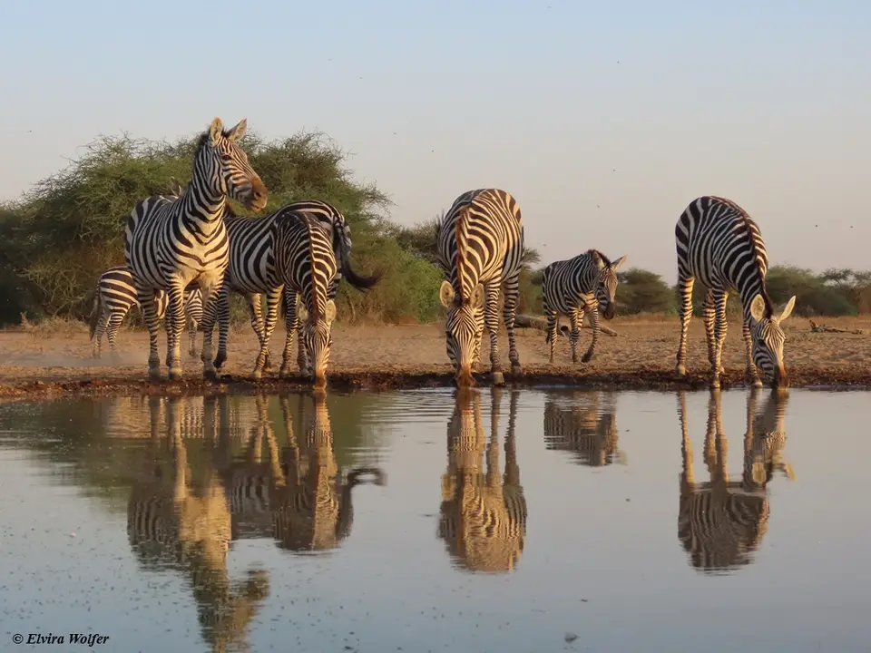 Zebras3-2-3.jpg