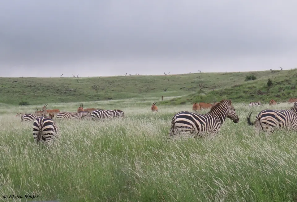 Zebras3.jpg