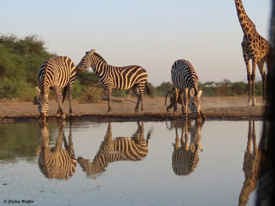 Zebras4-2-3.jpg