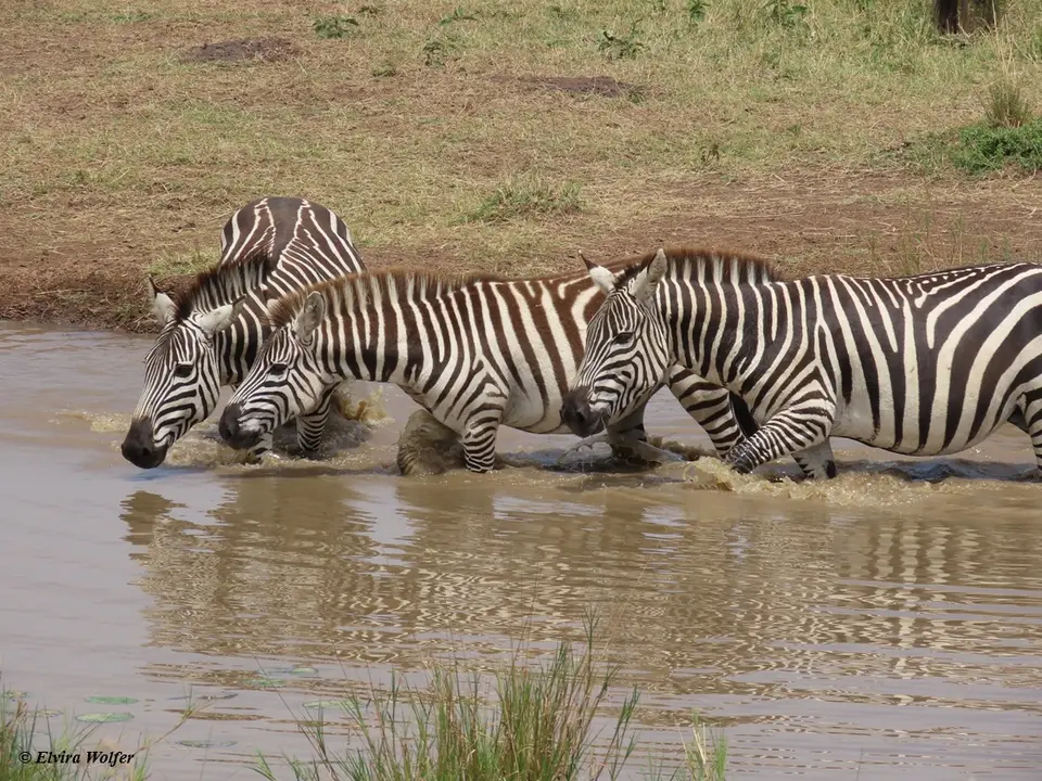 Zebras6.jpg