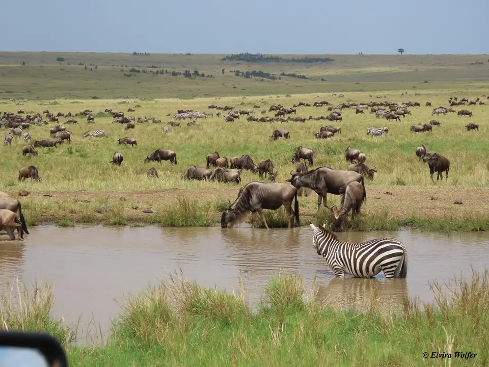 Zebras8.jpg