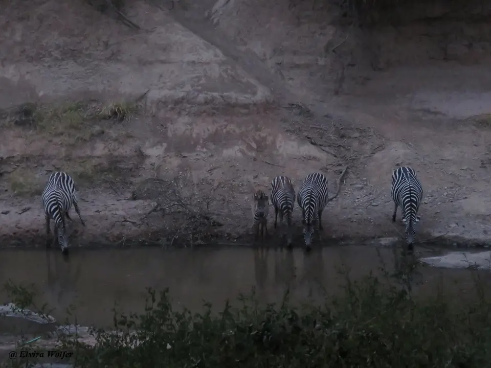 ZebrasAruba.jpg