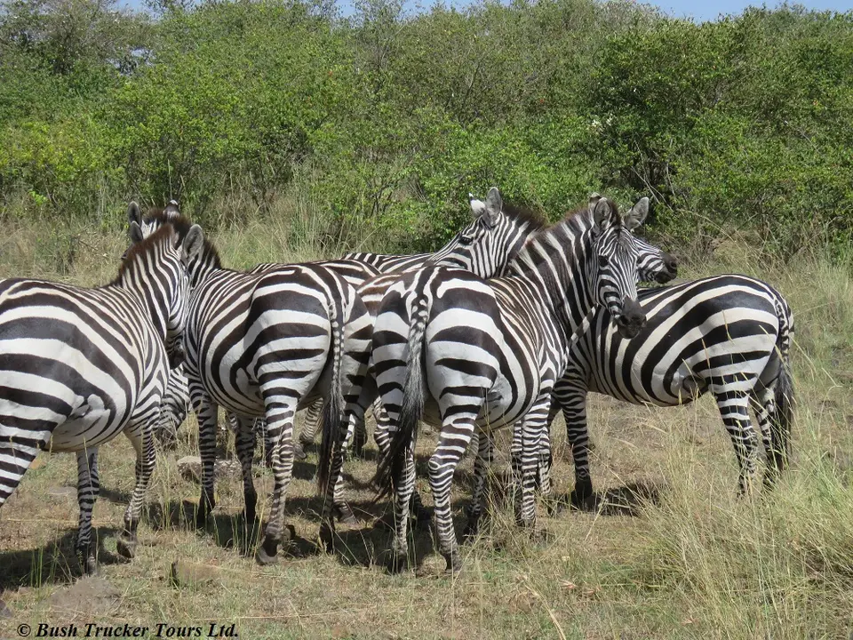 ZebrasBilaShaka.jpg